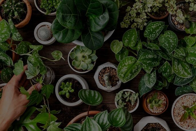 The Best And Free Plant Identifier App – Plantora